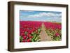 Holland-gkuna-Framed Photographic Print