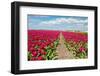 Holland-gkuna-Framed Photographic Print