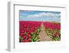 Holland-gkuna-Framed Photographic Print