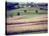 Hollandale, Farm View, Wisconsin-Walter Bibikow-Stretched Canvas