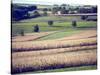 Hollandale, Farm View, Wisconsin-Walter Bibikow-Stretched Canvas