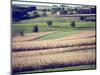 Hollandale, Farm View, Wisconsin-Walter Bibikow-Mounted Photographic Print