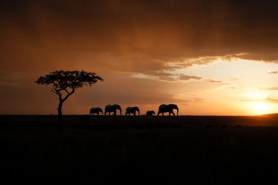 Premium Photographic Print, , large