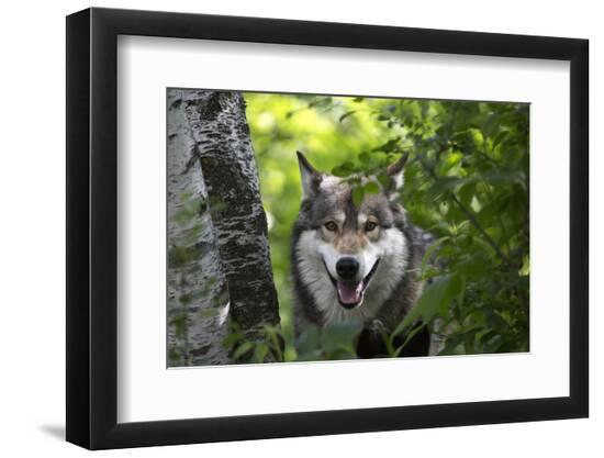 Premium Photographic Print, , large