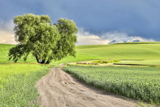 Photographic Print, , large