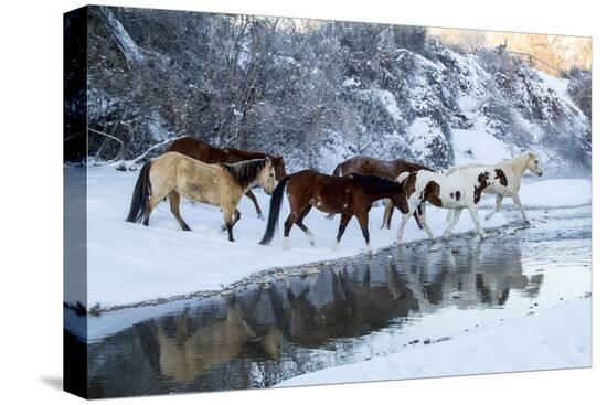 Stretched Canvas Print, , large