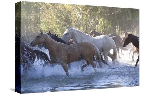 Stretched Canvas Print, , large