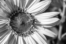 Black & White Sunflower-Hollie Davenport-Mounted Photographic Print