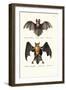 Hollow-Faced Bat, 1824-Karl Joseph Brodtmann-Framed Giclee Print