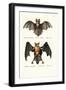 Hollow-Faced Bat, 1824-Karl Joseph Brodtmann-Framed Giclee Print