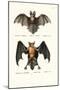 Hollow-Faced Bat, 1824-Karl Joseph Brodtmann-Mounted Giclee Print