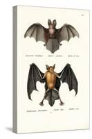 Hollow-Faced Bat, 1824-Karl Joseph Brodtmann-Stretched Canvas