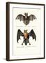 Hollow-Faced Bat, 1824-Karl Joseph Brodtmann-Framed Giclee Print