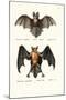 Hollow-Faced Bat, 1824-Karl Joseph Brodtmann-Mounted Giclee Print