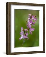 hollowroot, Corydalis cava, Hainich national park, Thuringia, Germany-Michael Jaeschke-Framed Photographic Print