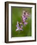 hollowroot, Corydalis cava, Hainich national park, Thuringia, Germany-Michael Jaeschke-Framed Photographic Print