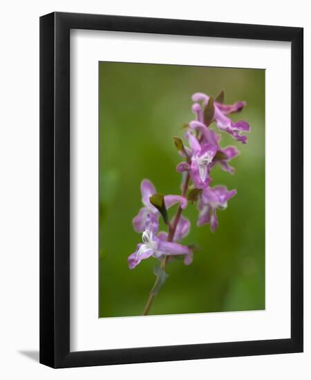 hollowroot, Corydalis cava, Hainich national park, Thuringia, Germany-Michael Jaeschke-Framed Photographic Print