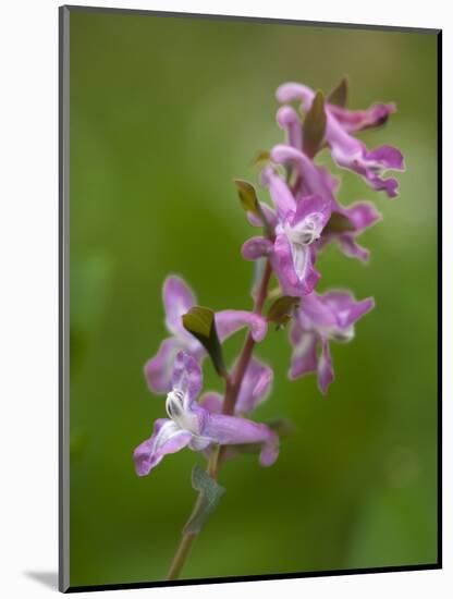 hollowroot, Corydalis cava, Hainich national park, Thuringia, Germany-Michael Jaeschke-Mounted Photographic Print