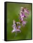 hollowroot, Corydalis cava, Hainich national park, Thuringia, Germany-Michael Jaeschke-Framed Stretched Canvas