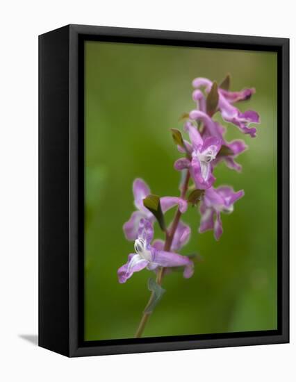 hollowroot, Corydalis cava, Hainich national park, Thuringia, Germany-Michael Jaeschke-Framed Stretched Canvas