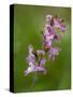 hollowroot, Corydalis cava, Hainich national park, Thuringia, Germany-Michael Jaeschke-Stretched Canvas