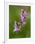 hollowroot, Corydalis cava, Hainich national park, Thuringia, Germany-Michael Jaeschke-Framed Photographic Print