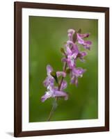 hollowroot, Corydalis cava, Hainich national park, Thuringia, Germany-Michael Jaeschke-Framed Photographic Print