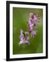 hollowroot, Corydalis cava, Hainich national park, Thuringia, Germany-Michael Jaeschke-Framed Photographic Print