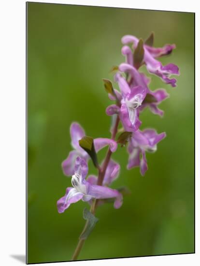 hollowroot, Corydalis cava, Hainich national park, Thuringia, Germany-Michael Jaeschke-Mounted Photographic Print