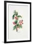 Holly and Rosehips-Nell Hill-Framed Giclee Print