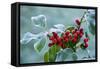 Holly Berries Covered with Hoar Frost-null-Framed Stretched Canvas