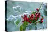 Holly Berries Covered with Hoar Frost-null-Stretched Canvas