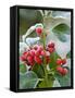 Holly Berries Covered with Hoar Frost-null-Framed Stretched Canvas