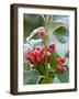 Holly Berries Covered with Hoar Frost-null-Framed Photographic Print