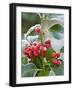 Holly Berries Covered with Hoar Frost-null-Framed Photographic Print