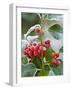 Holly Berries Covered with Hoar Frost-null-Framed Photographic Print