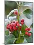 Holly Berries Covered with Hoar Frost-null-Mounted Photographic Print