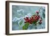 Holly Berries Covered with Hoar Frost-null-Framed Photographic Print