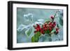 Holly Berries Covered with Hoar Frost-null-Framed Photographic Print