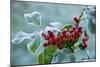 Holly Berries Covered with Hoar Frost-null-Mounted Photographic Print