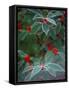 Holly Berries With Frost-Marilyn Parver-Framed Stretched Canvas