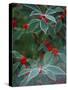 Holly Berries With Frost-Marilyn Parver-Stretched Canvas