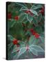 Holly Berries With Frost-Marilyn Parver-Stretched Canvas