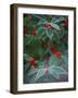 Holly Berries With Frost-Marilyn Parver-Framed Photographic Print