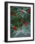 Holly Berries With Frost-Marilyn Parver-Framed Photographic Print