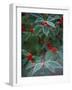 Holly Berries With Frost-Marilyn Parver-Framed Photographic Print