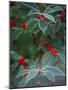 Holly Berries With Frost-Marilyn Parver-Mounted Photographic Print