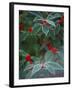 Holly Berries With Frost-Marilyn Parver-Framed Photographic Print