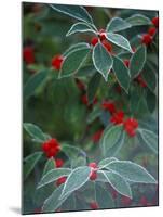 Holly Berries With Frost-Marilyn Parver-Mounted Photographic Print