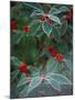 Holly Berries With Frost-Marilyn Parver-Mounted Photographic Print